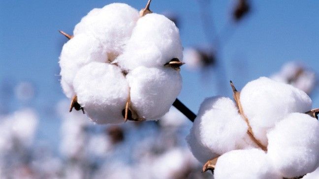 Quality of Our Cotton
